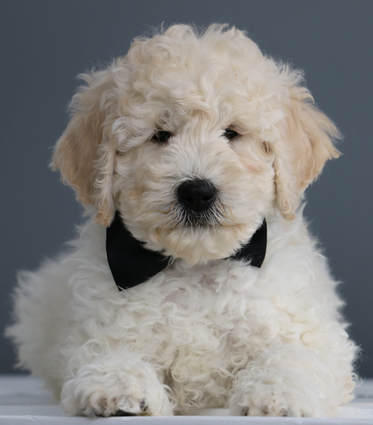 english teddy bear goldendoodle